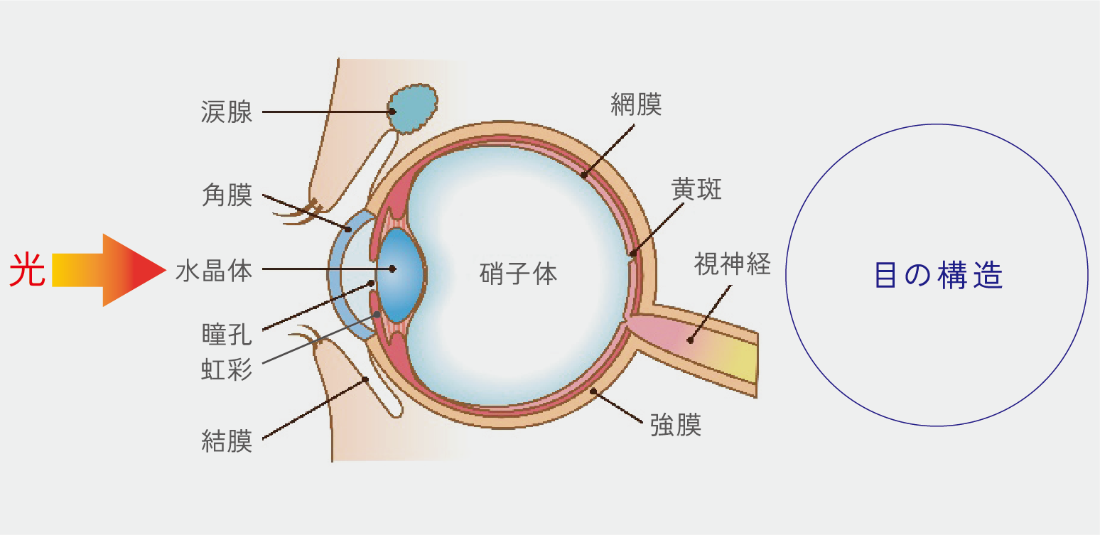 目の構造