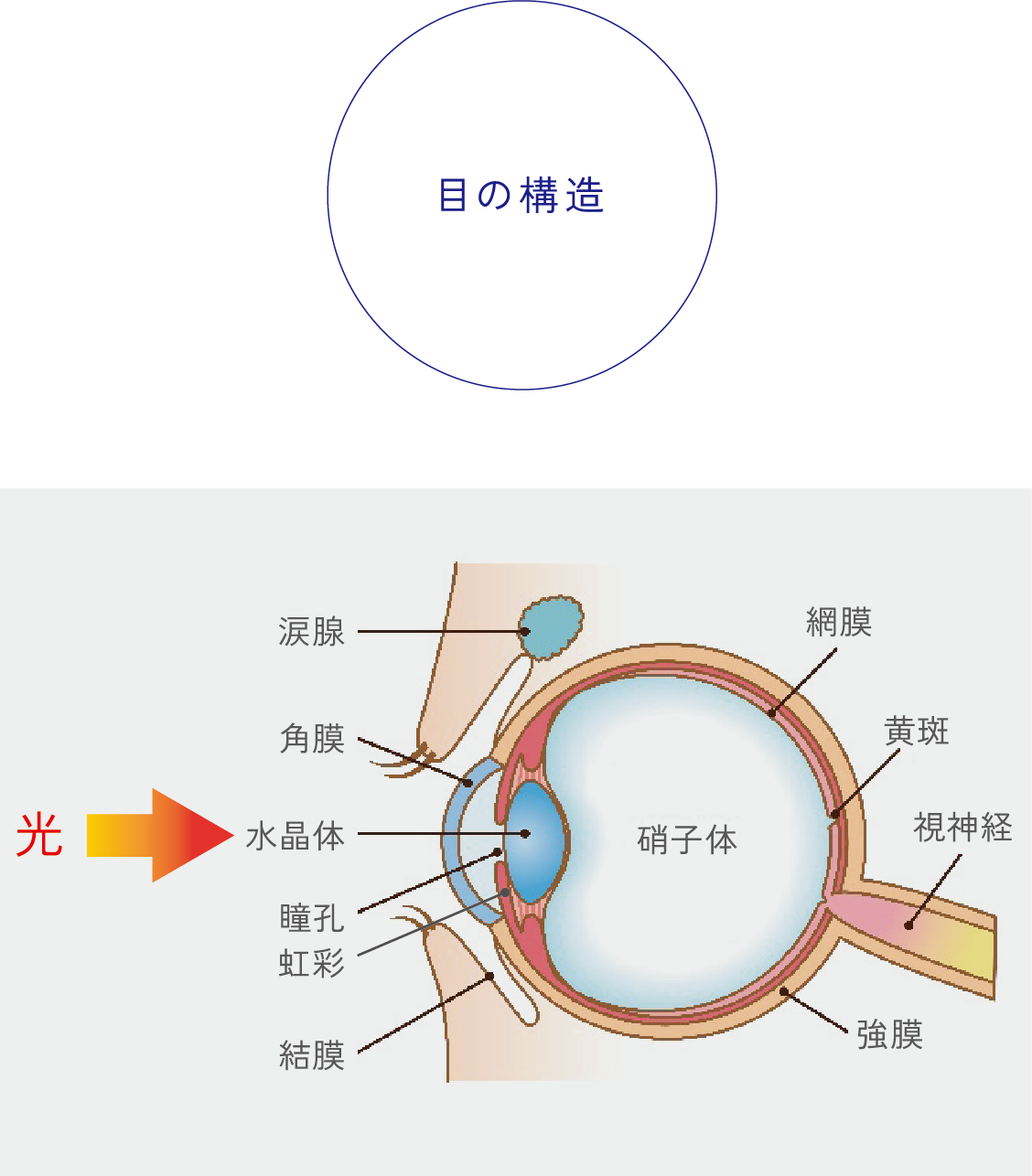 目の構造