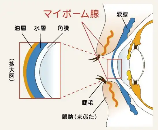 マイボーム腺